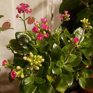 Meet your Posher, Roopah